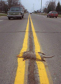 Roadkill Parti