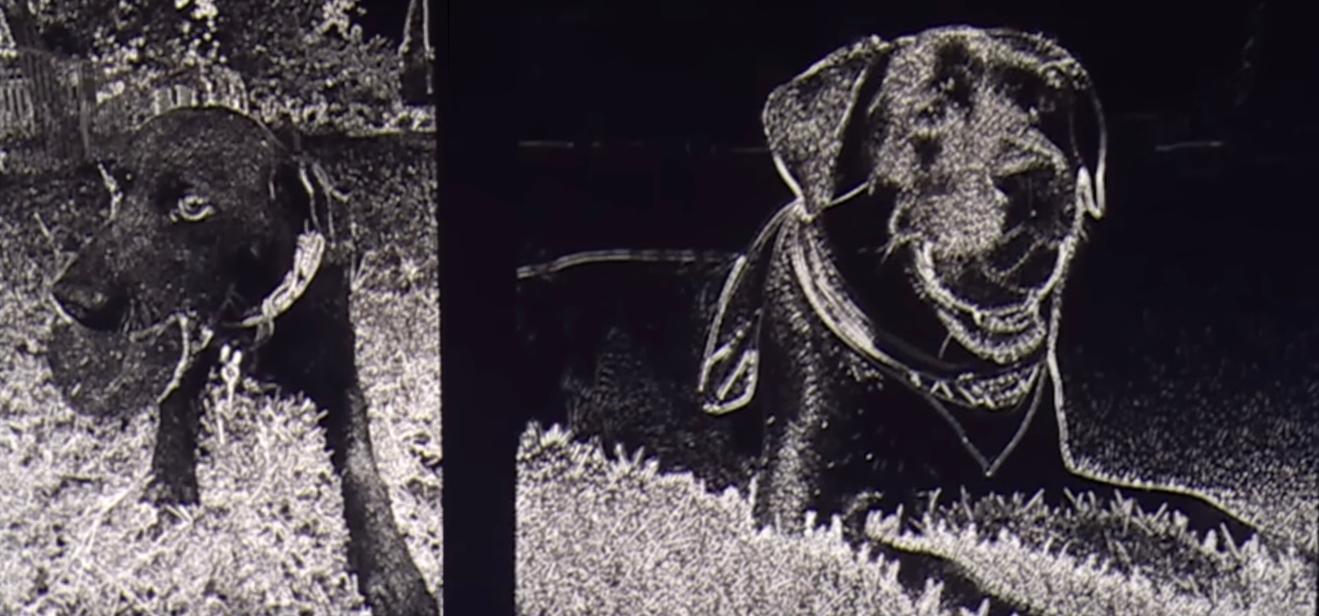 Farid Hany Real V Ai Dog Noise B