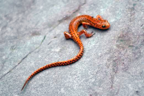 Longtail Salamander Kyle